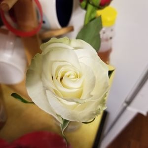 Meet your Posher, Karon